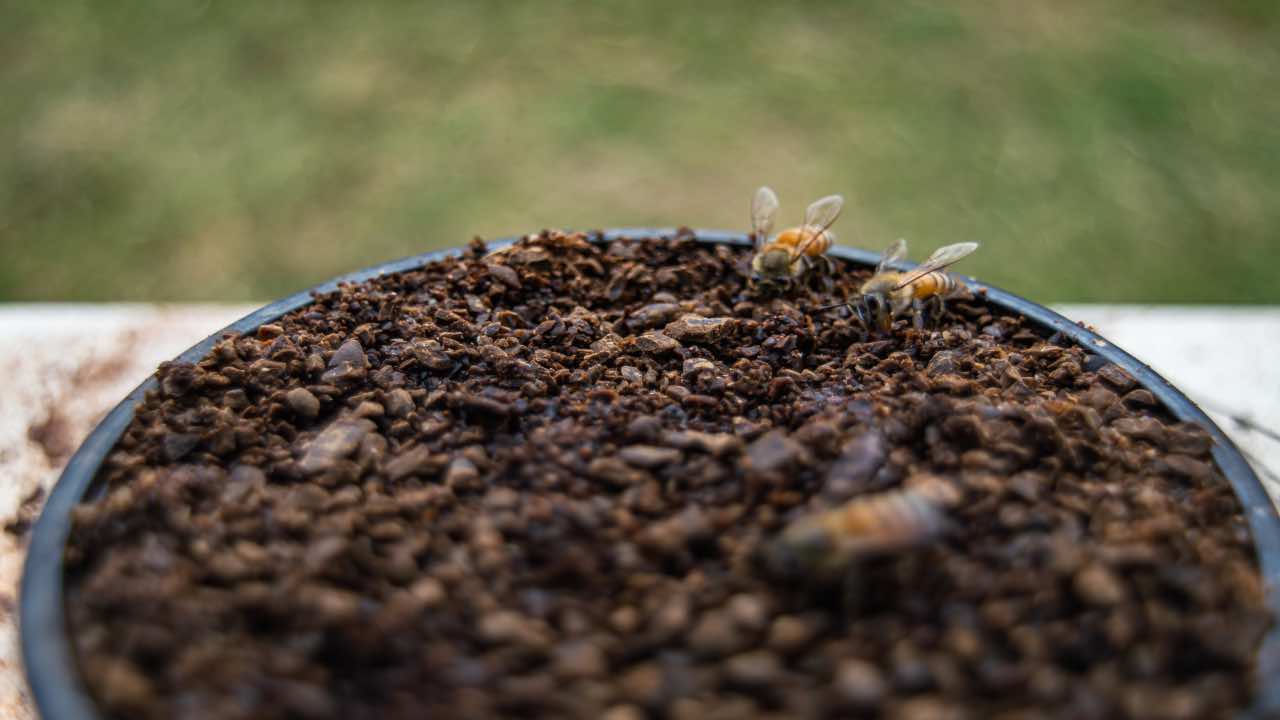 fondi caffè in quali pianti non vanno usati