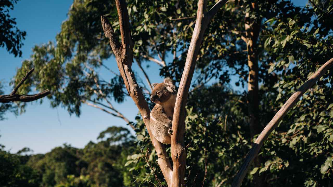 albero koala eucalipto