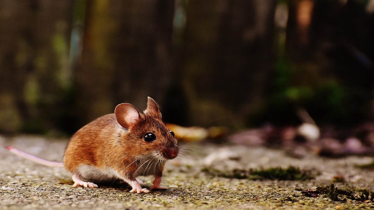 orto e topi: come risolvere il problema infestazioni