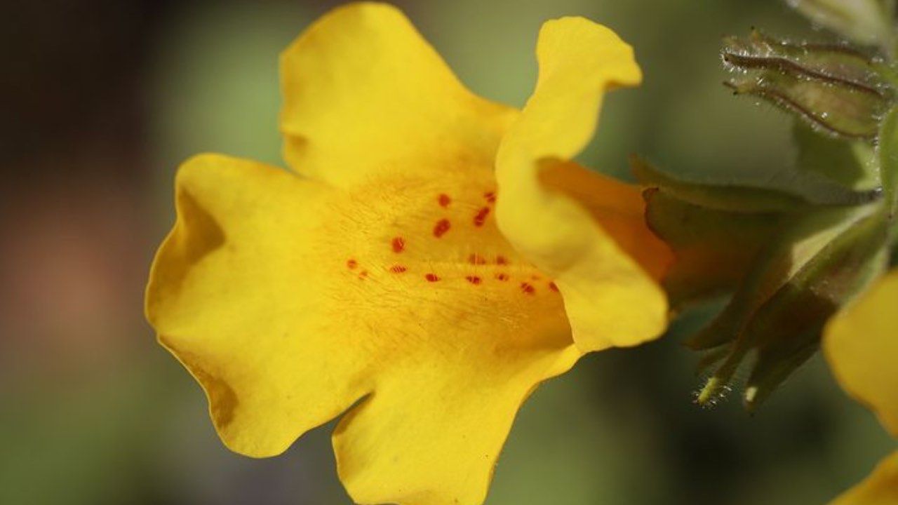 mimulus coltivazione corretta