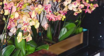 Cosa bisogna fare quando l’orchidea da fiorita diventa sfiorita?