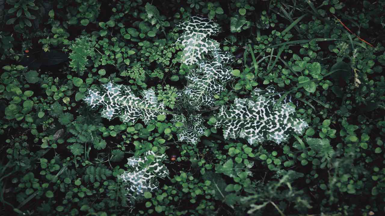 forza di gravità vegetazione