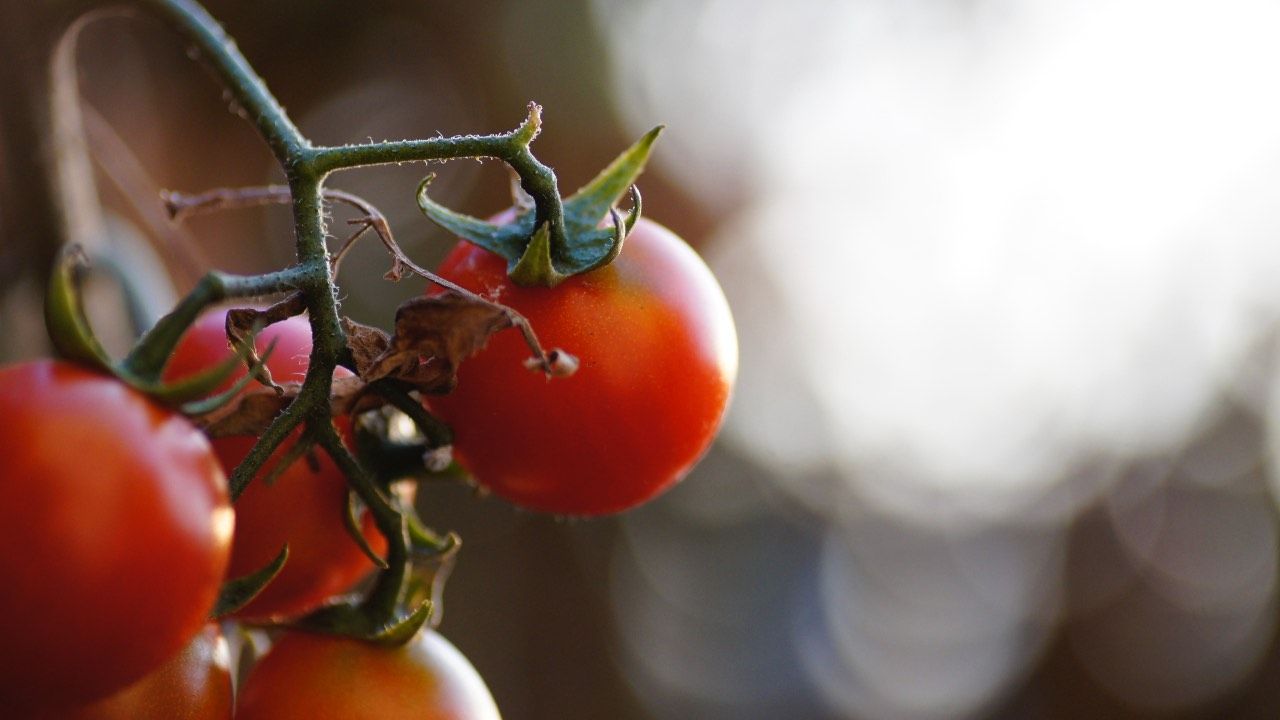 pomodori che piangono