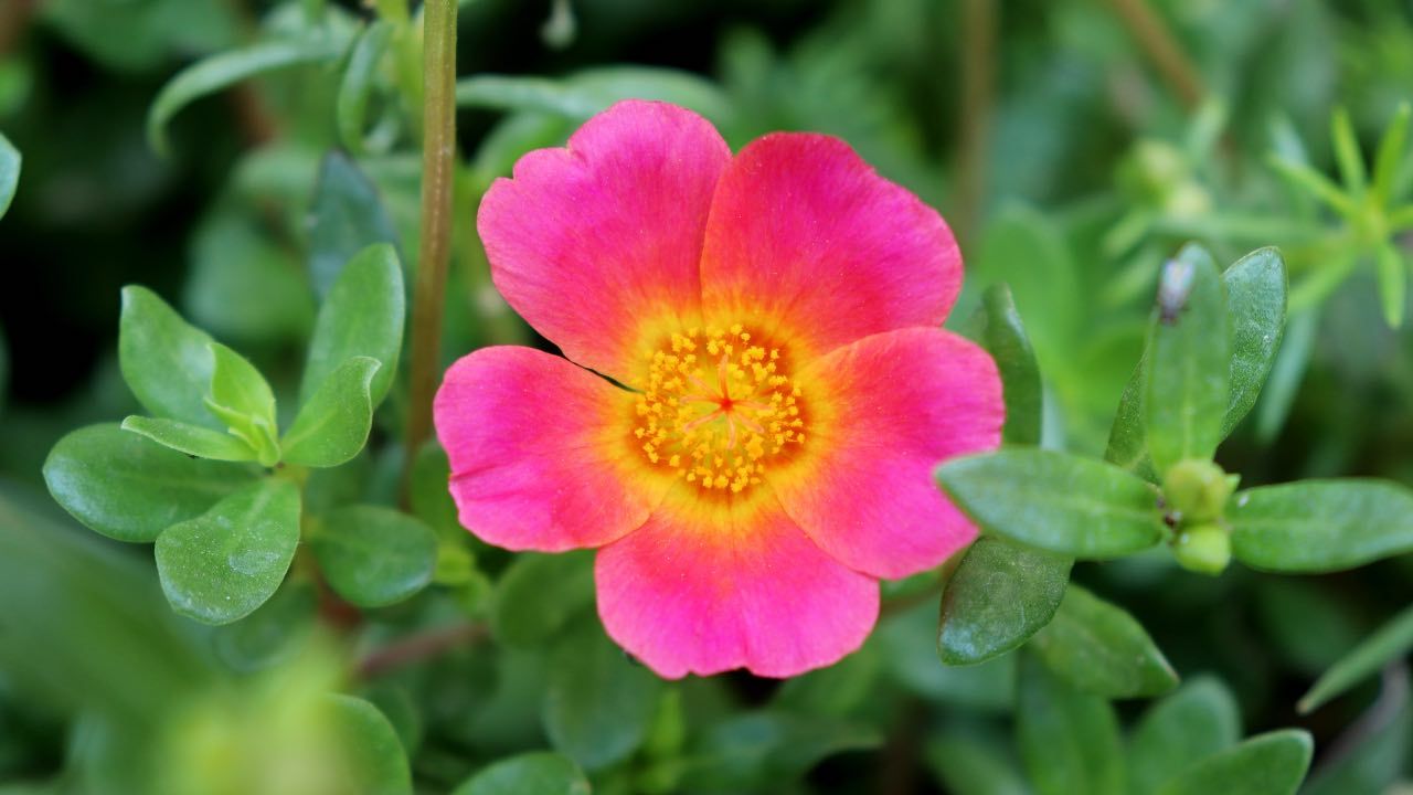 portulaca pianta benefici