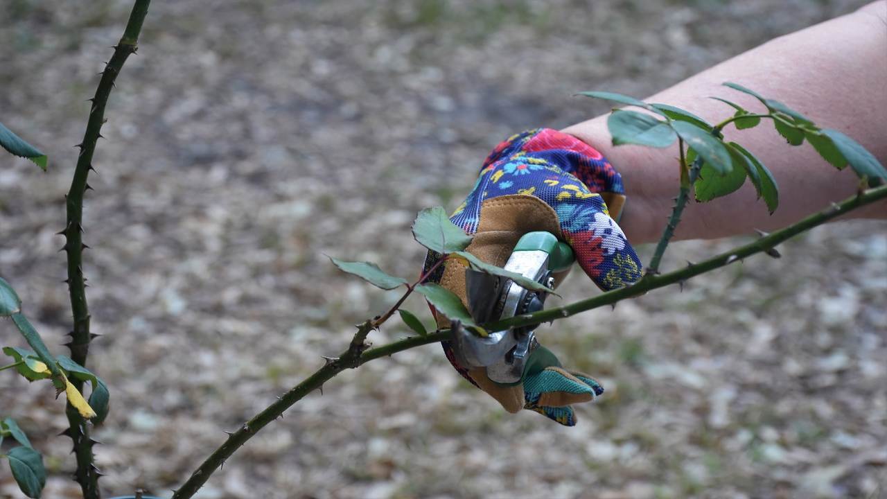 come affrontare i lavori di primavera in giardino o in terrazzo