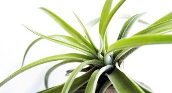 Tillandsia, una pianta apprezzata per i suoi benefici