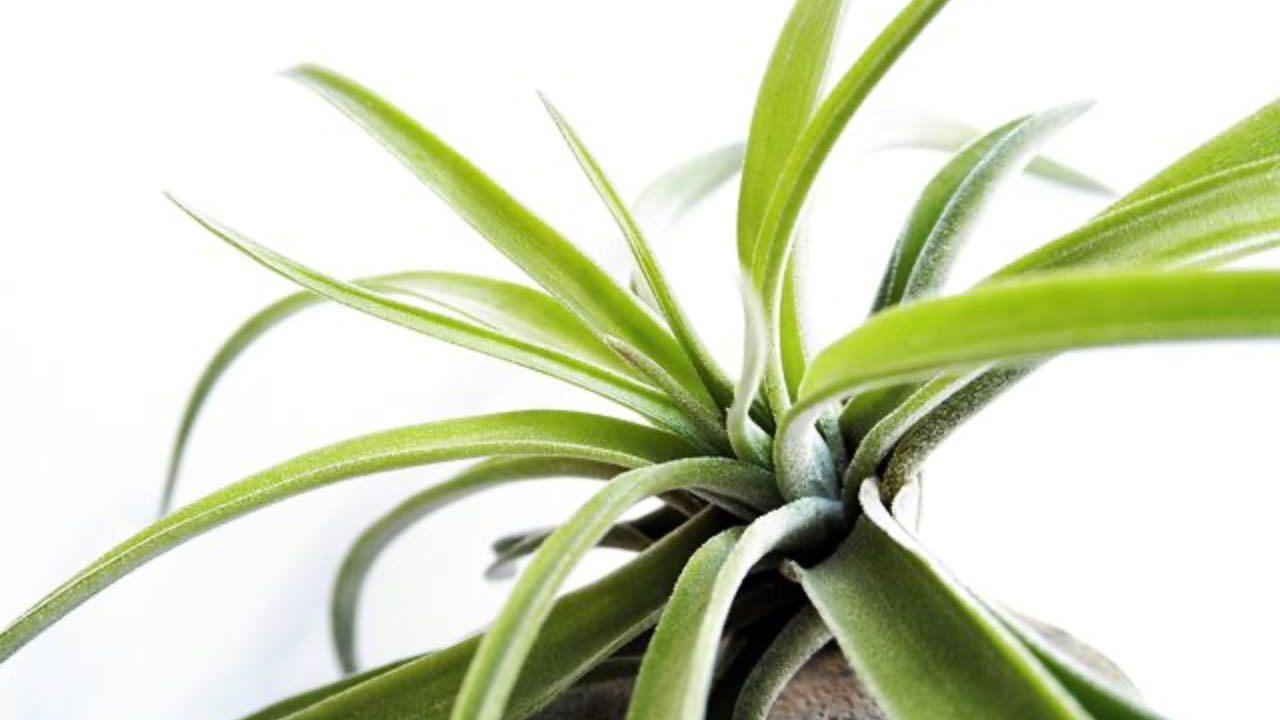 tillandsia notizie utili