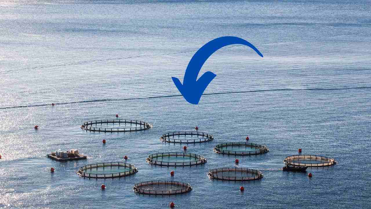 Acquacoltura cosa è soluzione pesca intensivsa