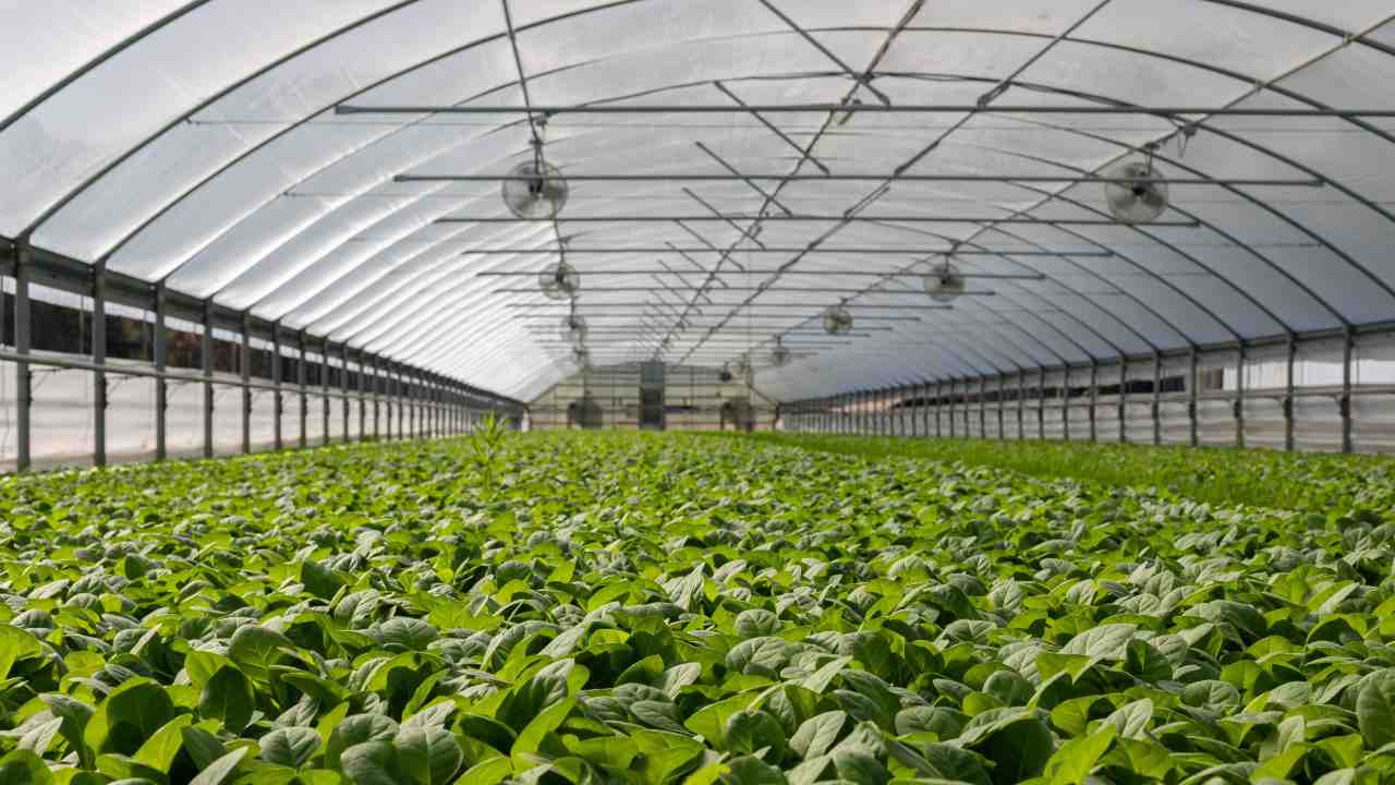 Agrivoltaico: come funziona