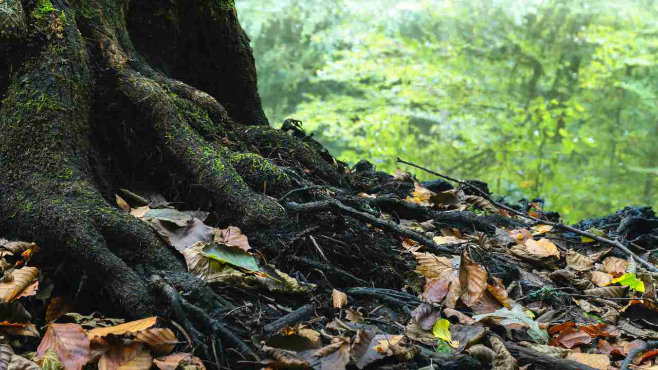 Albero danneggiato: cos'è successo