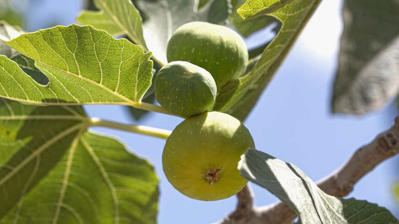 Albero fico fortunato motivo