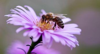 Una piccola guida per salvare le api, risorsa preziosissima per il mondo