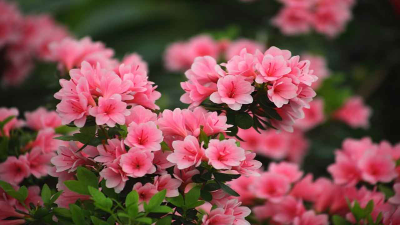 Azalea, gli errori più comuni che la faranno appassire