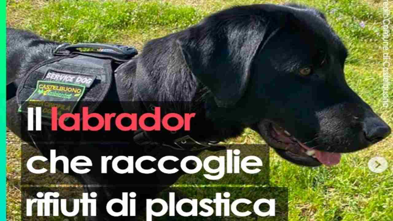 Labrador raccoglie rifiuti in strada e da il buon esempio