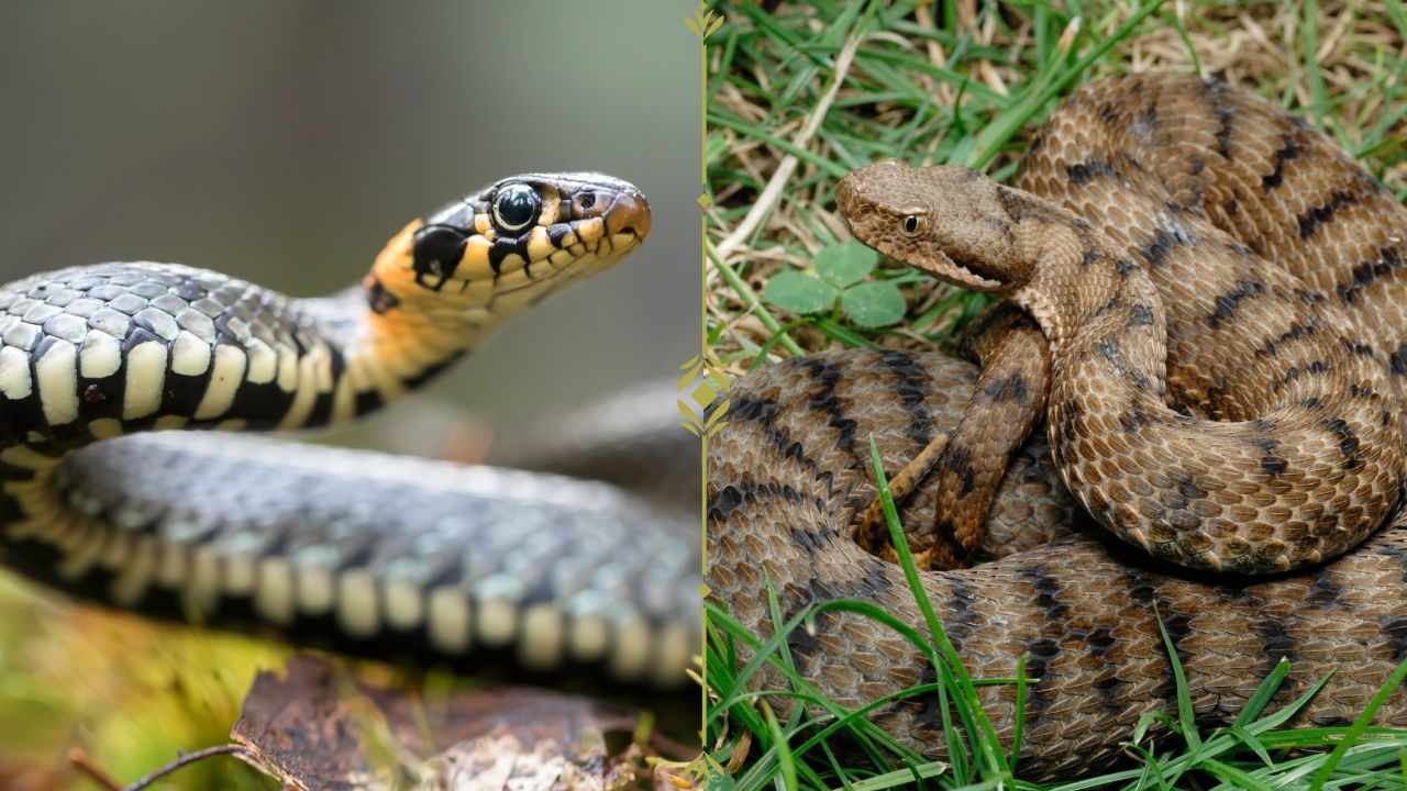 distinguere vipera da biscia