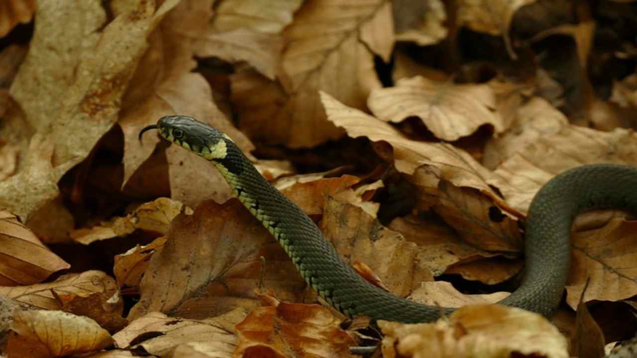 Bisce in casa e giardino, cosa fare per allontanarle