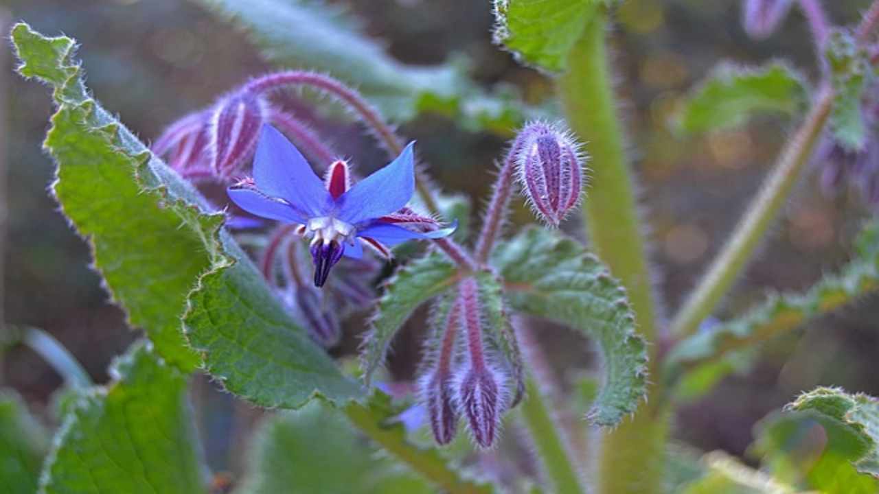 I fiori utili all'orto