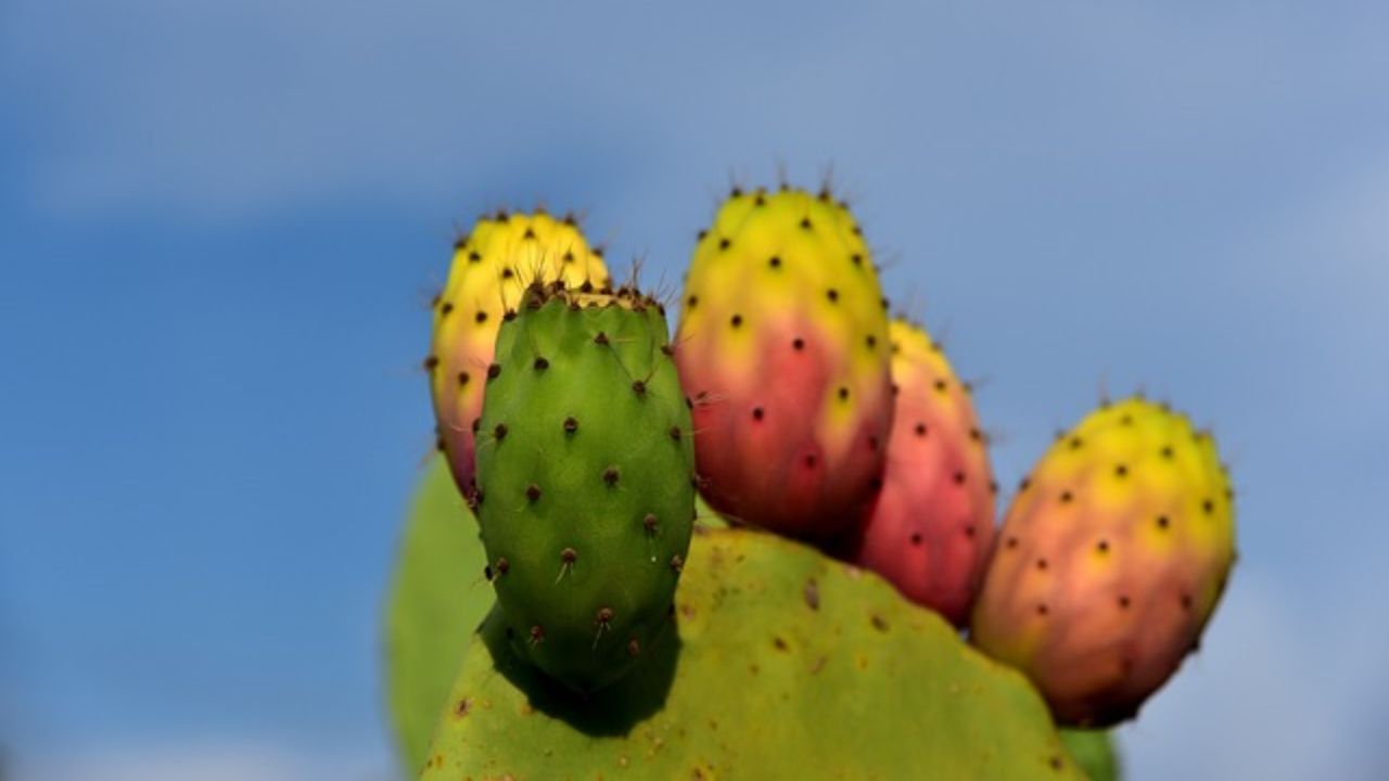 Frullati di fichi d'india, i benefici