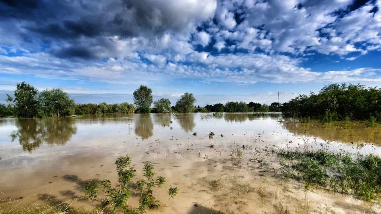 estirpati 10milioni alberi alluvione