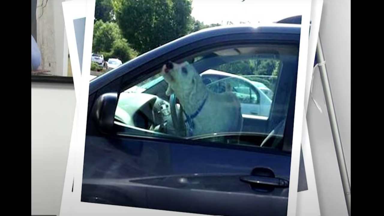 Cane chiuso in auto