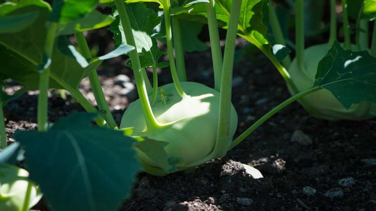 Cavolo rapa, guida alla coltivazione