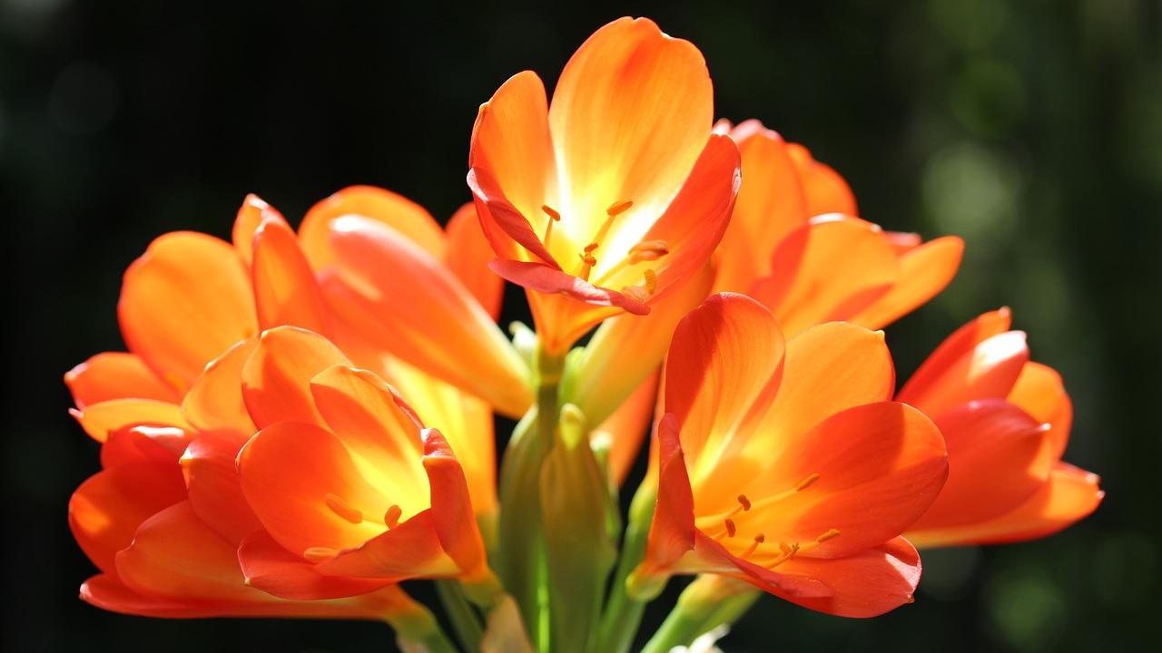 Clivia terriccio acidofile