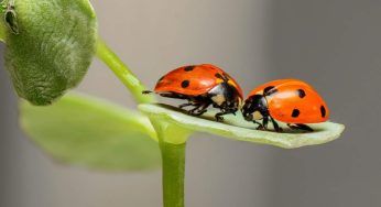 Uova di coccinella, se le vedi non distruggerle: sono importantissime