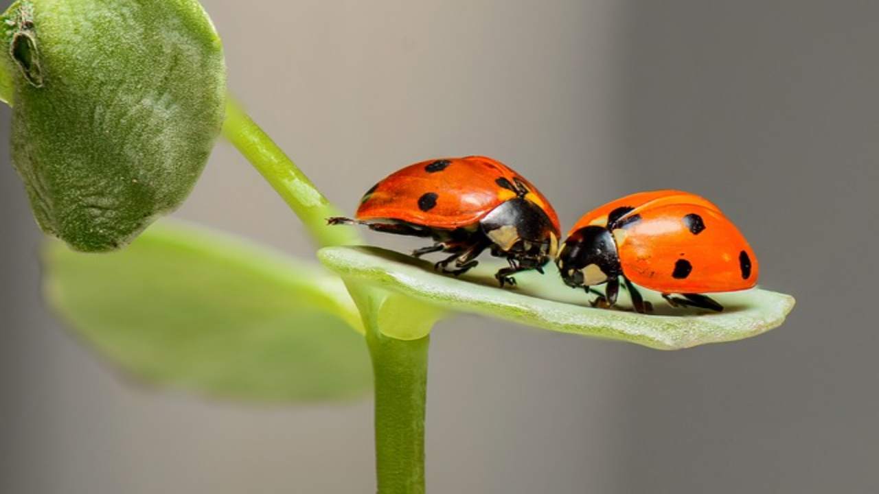 Uova di coccinella, se le vedi non distruggerle