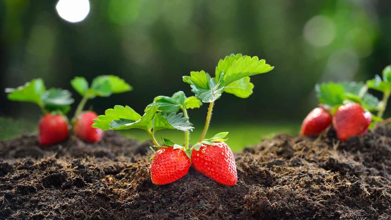 fragole Coltivazione casalinga dritte