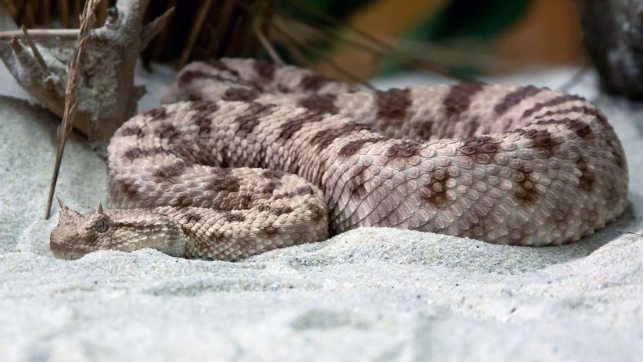 vipera, giardino, serpente, come coportarsi