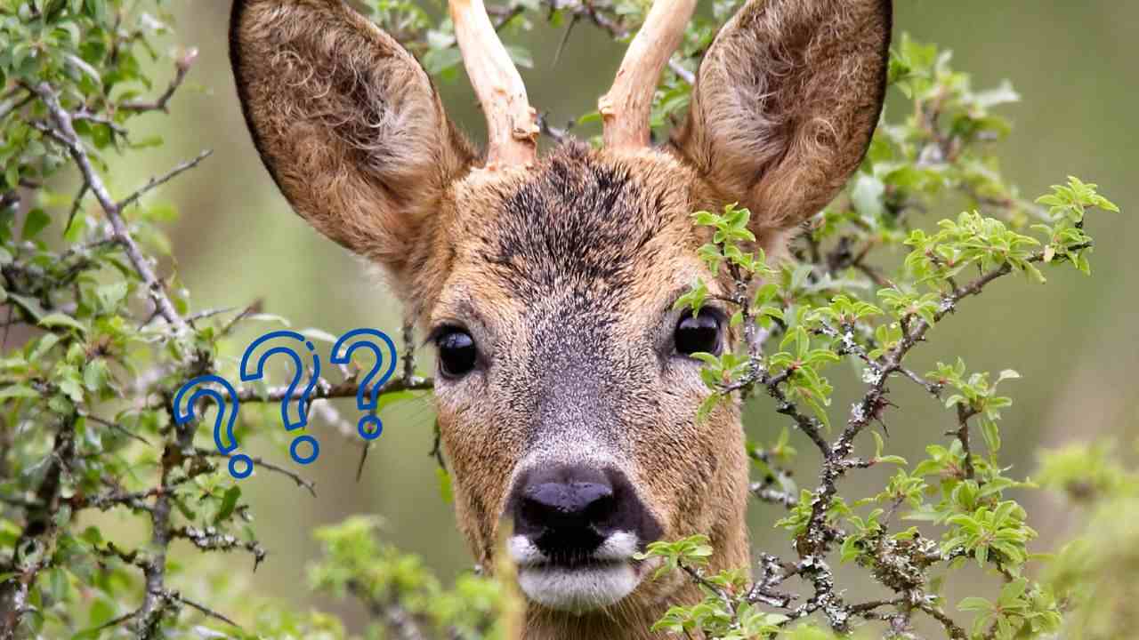 Cucciolo capriolo comportamenti incontro