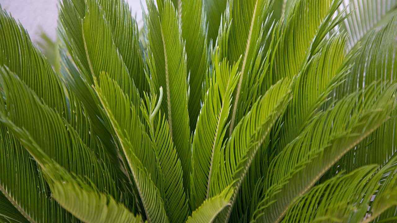 Foglie Cycas macchie motivi rimedi