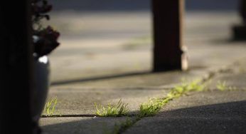 Erbacce nel vialetto, nei vasi ed in giardino: la soluzione sorprendente che cercavi