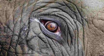 Elefanti ridotti in schiavitù, la deformità della schiena è mostruosa