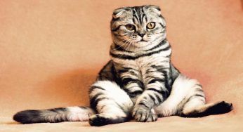 Eliminare l’odore di urina di gatto in casa è possibile, fai in questo modo