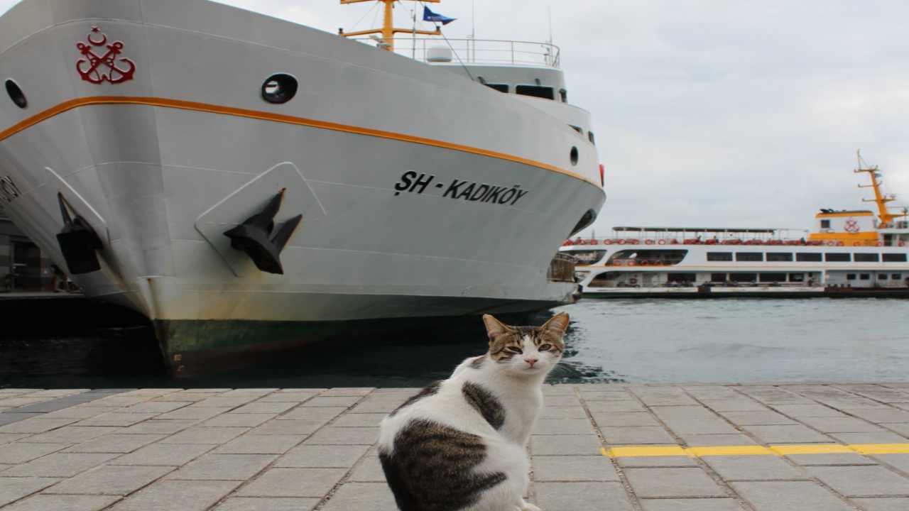 Gatto a bordo la leggenda