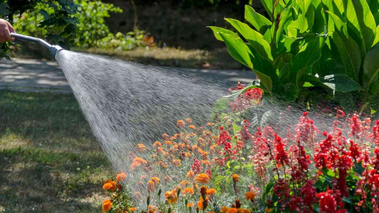 fertilizzante bomba piante