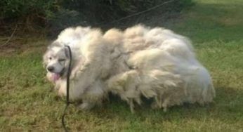 Cane vive in un fienile per 6 anni, il prima ed il dopo delle sue condizioni | FOTO