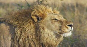 Leone si risveglia dall’anestesia, fuggi fuggi generale nella savana – VIDEO
