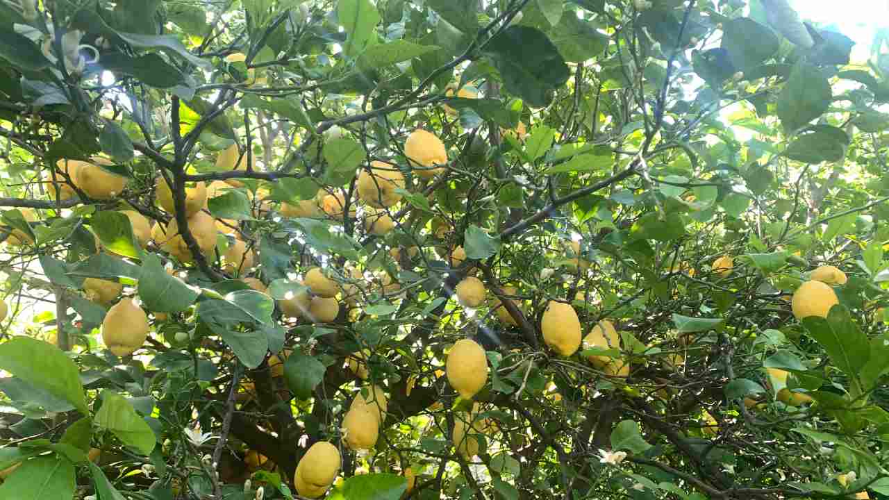 Limoni raccolta