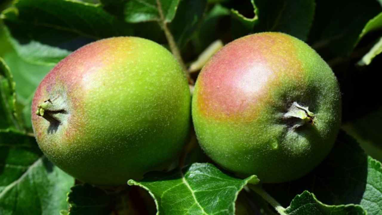 Frutta acerba, in questo modo sarà matura in poche ore