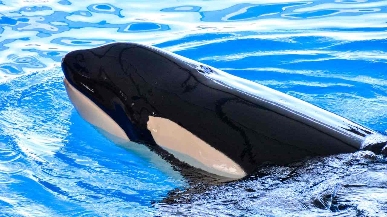 orca contro addestratore