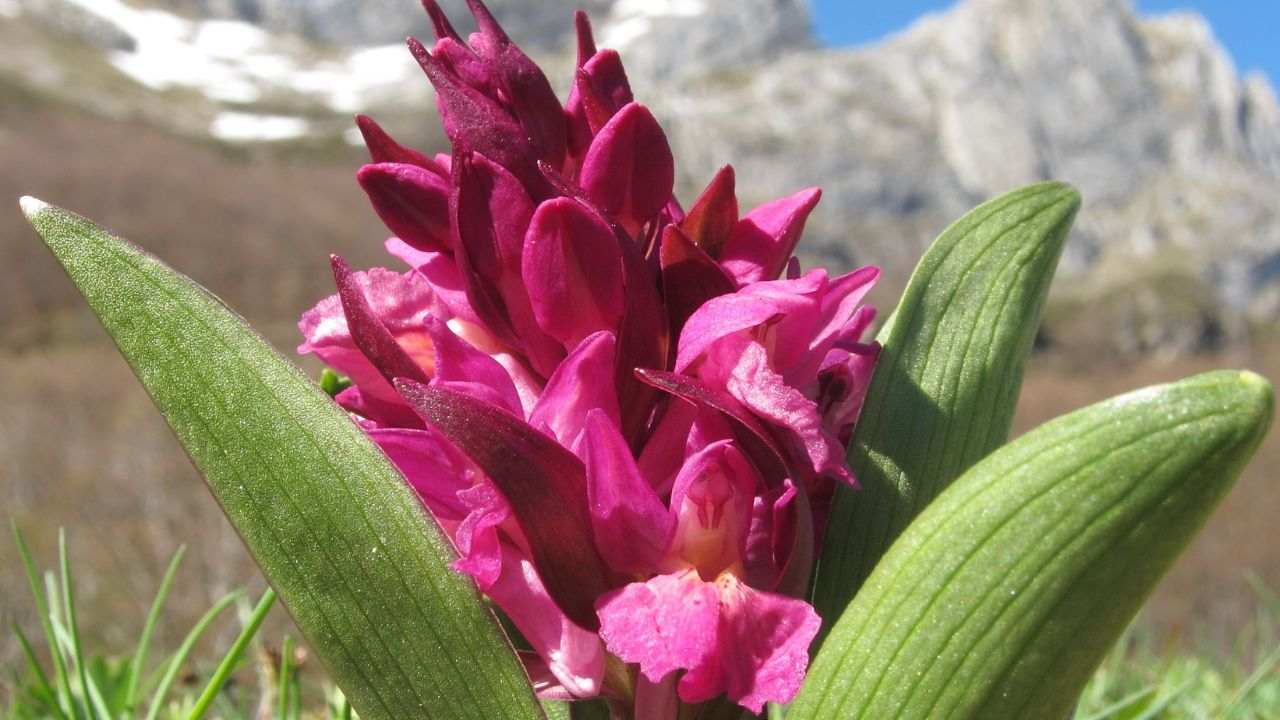 orchidee selvatiche specie protetta