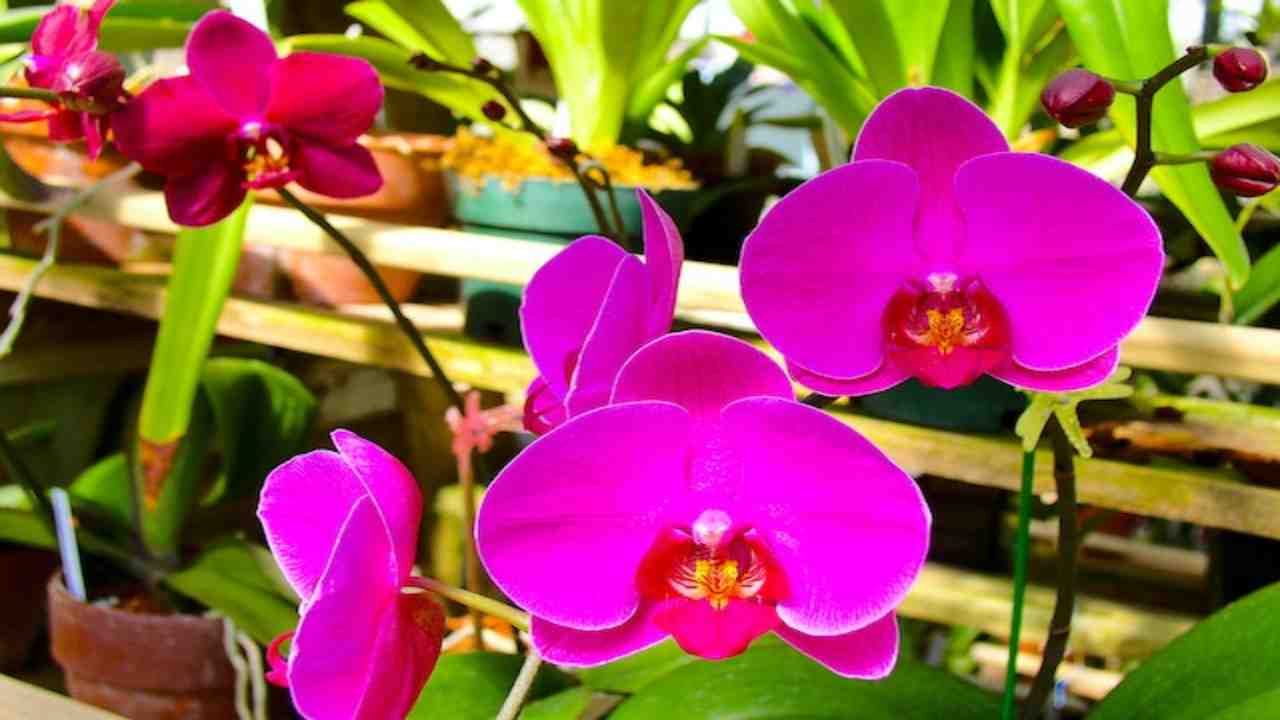 Fertilizzante naturale per orchidee