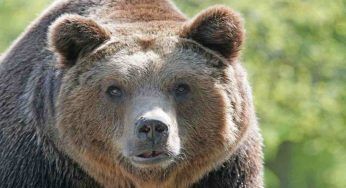 Cassonetti anti orso, tra 5 anni saranno disponibili