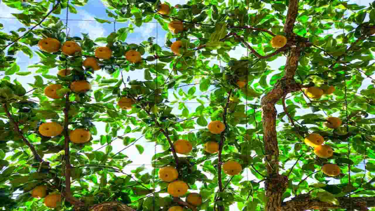 Albero di pere, devi assolutamente averlo