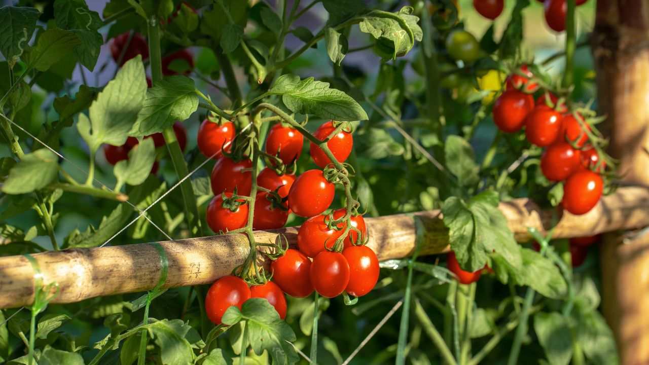 coltivare pomodori balcone