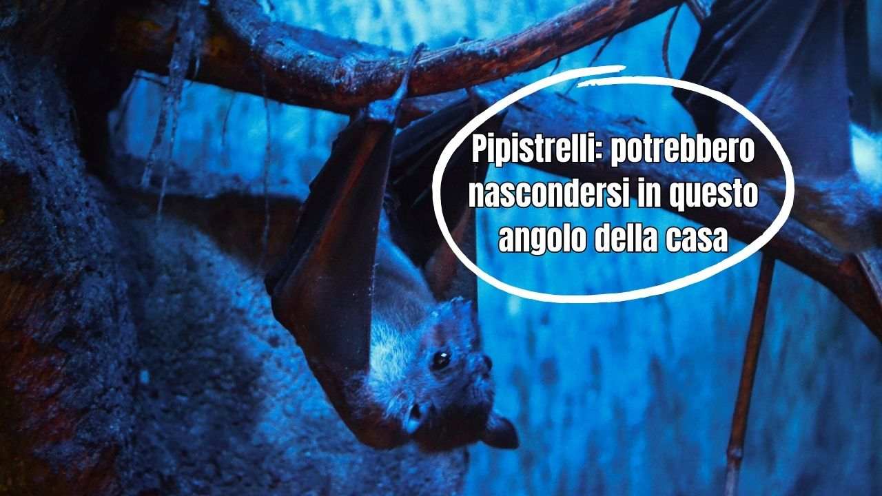 nascondiglio pipistrelli casa