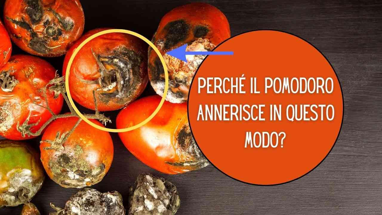 punta pomodori nera