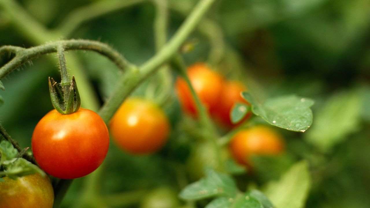 tempo pomodori maturazione